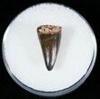 Nice Fossil Crocodile Tooth - Cretaceous #6968-1